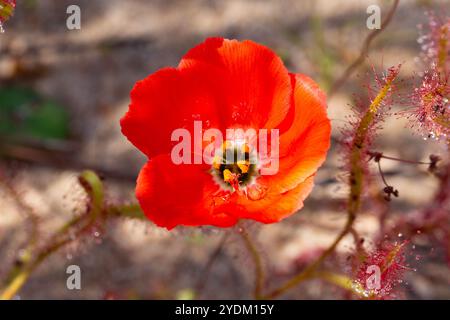 Die rotblühende Form des Sonnentau Drosera cistiflora (eine fleischfressende Pflanze) im natürlichen Lebensraum des Westkap von Südafrika Stockfoto