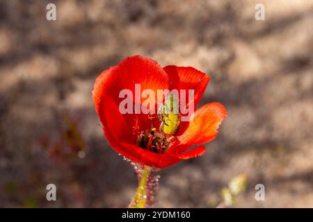 Die rotblühende Form des Sonnentau Drosera cistiflora (eine fleischfressende Pflanze) im natürlichen Lebensraum des Westkap von Südafrika Stockfoto