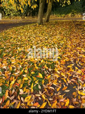 Prunus sargentii Herbstblätter, Großbritannien Stockfoto