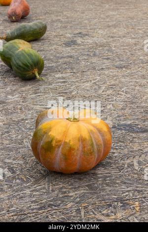 Ein großer orangefarbener Kürbis auf einem Holzboden. Grüne Kürbisse in der Ferne. Kopierbereich Stockfoto