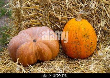 Zwei große gelbe Kürbisse auf Heu. Nahaufnahme. Stockfoto