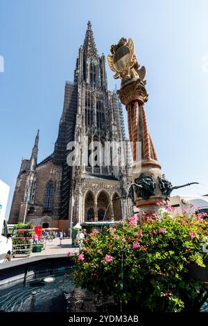 Ulm, Deutschland. September 2024. Ulmer Münster unter Lieben Frau in Ulm im Zentrum von Ulm (Baden-Württemberg) mit dem Löwenbrunnen im nordwestlichen Teil des Münsterplatzes im Vordergrund. Der Dom ist eine gotische Stadtkirche in Ulm in Baden-Württemberg. Quelle: Matthias Balk/dpa/Alamy Live News Stockfoto