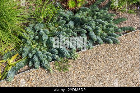 Ein breitblättriger glauköser Schwung (Euphorbia myrsinites) in den RHS Garden Bridgewater Gardens, Worsley in Salford, Greater Manchester, England Stockfoto