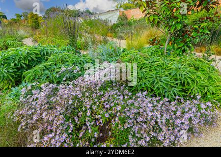Michaelmas Gänseblümchen (Aster amellus) und andere Pflanzen im Paradise Garden in den RHS Garden Bridgewater Gardens, Greater Manchester, England, Großbritannien Stockfoto
