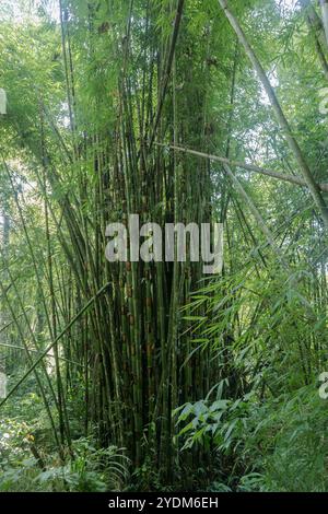 Große Bambuspflanzen im Dschungel Stockfoto