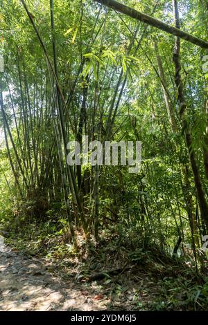 Große Bambuspflanzen im Dschungel Stockfoto