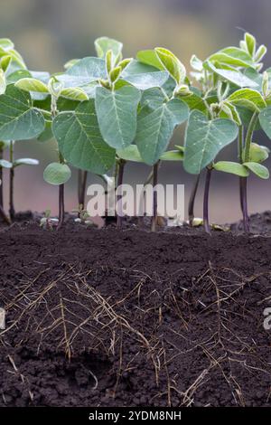 Junge Sonnenblumenpflanzen im Boden mit Wurzeln. Stockfoto