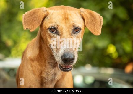 Streunender Hund aus der Nähe auf der Straße von Indien. Obdachloser Straßenhund gelbe Farbe, die in die Kamera schaut, sehr traurig. Obdachloser verlassener Streuner mit sehr sa Stockfoto