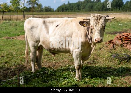 Holsteinbulle im Freien weidet auf dem Bauernhof Stockfoto