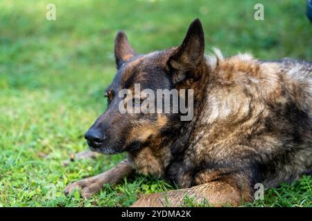 Der alte Deutsche Schäferhund Typ A liegt im grünen Gras Stockfoto