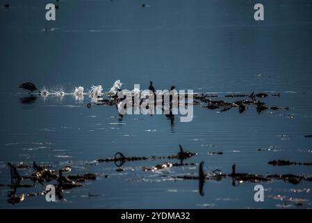 Die Vögel fliegen unter den hohen Wasserspritzern, die vom Fimon-See in Vicenza eine Sprühspur hinterlassen Stockfoto