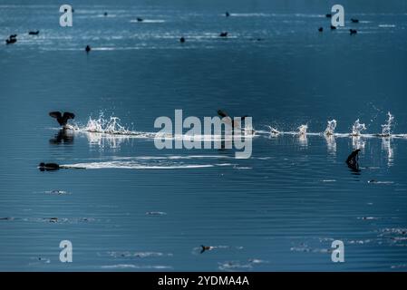 Die Vögel fliegen unter den hohen Wasserspritzern, die vom Fimon-See in Vicenza eine Sprühspur hinterlassen Stockfoto