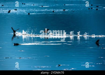 Die Vögel fliegen unter den hohen Wasserspritzern, die vom Fimon-See in Vicenza eine Sprühspur hinterlassen Stockfoto