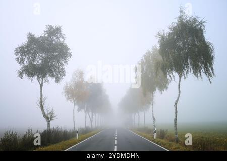 Allee mit dünnen Birken entlang einer Landstraße an einem grau nebligen Herbsttag, stimmungsvolle ländliche Landschaft in Norddeutschland, Kopierraum, ausgewählter Fokus Stockfoto