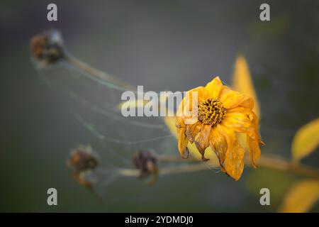 Verblasste Ringelblume (Calendula officinalis) mit Spinnweben im Morgentau im Herbst, letzte Sonnenfarbe in der Grauzeit, Wachstum und Verfall Stockfoto