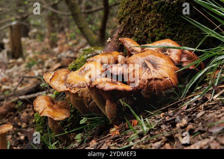 Gruppe von Pilzen unter dem Regen im Naturpark Fuente Roja in Alcoy, Spanien Stockfoto