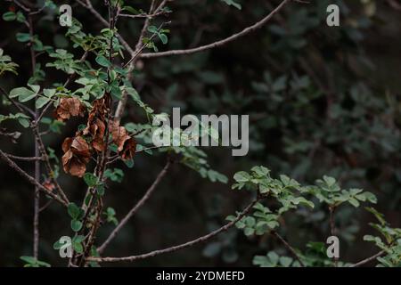 Herbstblätter neben noch grünen Blättern der blühenden Asche Fraxinus ornus im Wald, Alcoy, Spanien Stockfoto