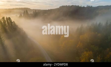 Ein goldener Herbstmorgen, wenn Nebel durch den Wald weht. Das Sonnenlicht zieht sanft durch die Bäume und strahlt einen ruhigen, ätherischen Glanz über den Wald. Stockfoto