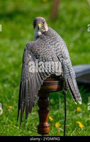 Der Wanderfalke ist im Flug und sitzt ganz nah am Schloss dover. Stockfoto