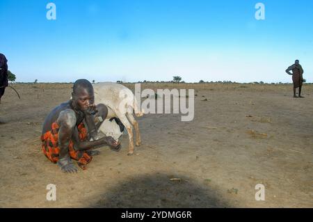 Ein Karimojong-Junge melkt ein Schaf in Kaabong, Karamoja - Uganda Stockfoto