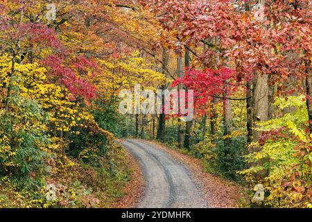 Kurvenreiche Straße durch leuchtende Herbstfarben im Pisgah National Forest, Brevard, North Carolina, USA Stockfoto