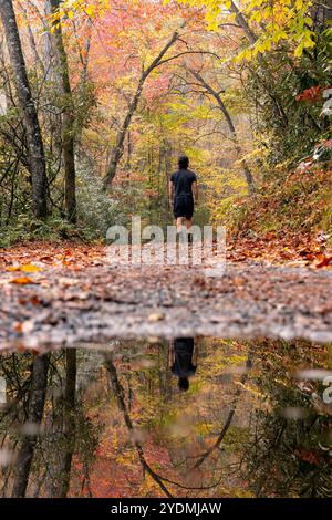 Wanderweg zu den Cove Creek Falls - Pisgah National Forest, Brevard, North Carolina, USA Stockfoto