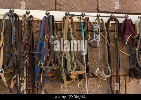 Eine Sammlung von verschiedenen Pferdehaltern und -Leitungen, die auf einer Wand in einem Stall organisiert sind Stockfoto