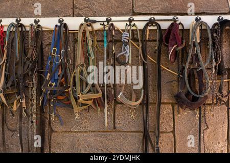 Eine Sammlung von verschiedenen Pferdehaltern und -Leitungen, die auf einer Wand in einem Stall organisiert sind Stockfoto