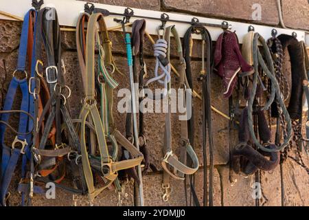 Eine Sammlung von verschiedenen Pferdehaltern und -Leitungen, die auf einer Wand in einem Stall organisiert sind Stockfoto