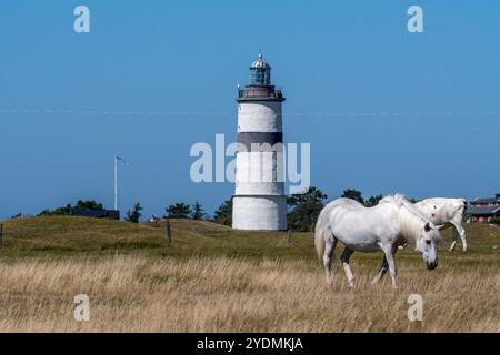 Weiße Pferde und Kühe werden friedlich auf einem sonnendurchfluteten Feld mit einem hohen Leuchtturm im Hintergrund vor einem klaren blauen Himmel weiden gesehen Stockfoto