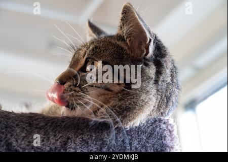 Eine Tabbykatze sitzt entspannt und leckt sich die Nase, während das Sonnenlicht durch das Fenster strömt und eine gemütliche Atmosphäre im Zimmer schafft Stockfoto