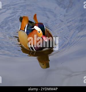 Mandarin-Ente und Reflexion schwimmen auf dem See. Stockfoto
