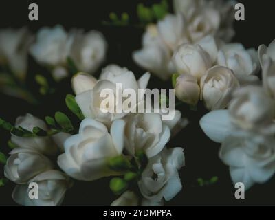 Weiße Freesie auf schwarzem Hintergrund. Blumen. Nahaufnahme. Stockfoto