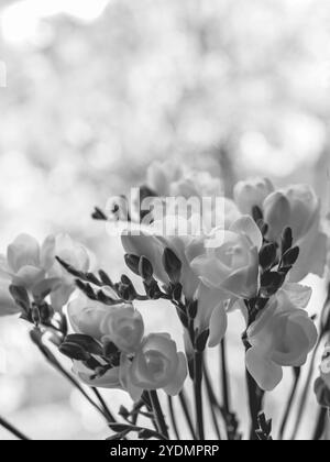 Frische Freesien-Blüten in Schwarz-weiß-Farben Stockfoto