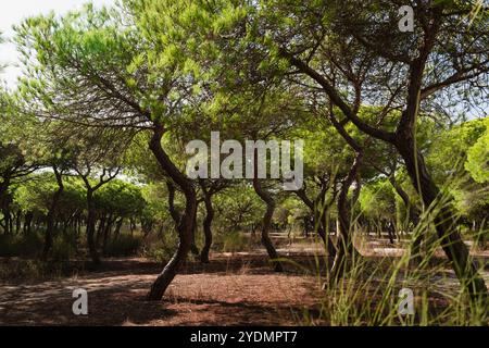 Verdrehte Kiefern mit üppig grünen Baldachinen stehen hoch in einem sonnendurchfluteten Wald. Steinkiefern Stockfoto