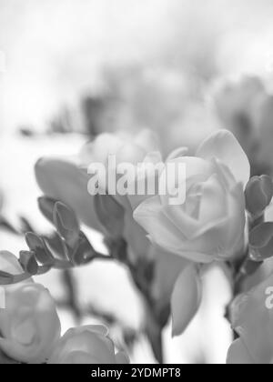 Frische Freesien-Blüten in Schwarz-weiß-Farben Stockfoto