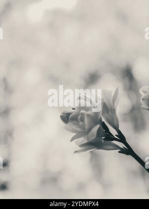 Frische Freesien-Blüten in Schwarz-weiß-Farben Stockfoto