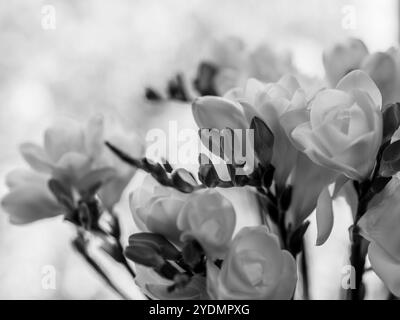 Frische Freesien-Blüten in Schwarz-weiß-Farben Stockfoto