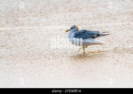 Möwe am Strand bei Sonnenuntergang, Nahaufnahme Porträt, Kopierraum für den Text Stockfoto