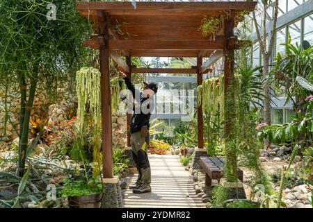 Bedugul, 9. Oktober 2023: Besucher erkunden den hängenden Pflanzengarten im Bedugul Botanical Garden, Bali, umgeben von verschiedenen Trockenpflanzen in einem Sonnenli Stockfoto