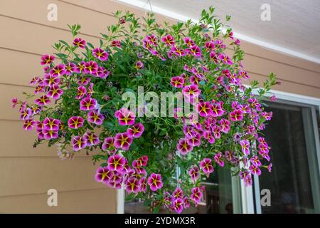 Issaquah, Washington, USA. Hängende Pflanzgefäße von Calibrachoa, krautige Pflanzen mit Holzachse, die jährlich oder mehrjährig wachsen. Stockfoto