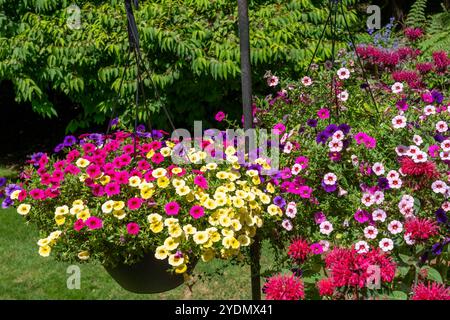 Issaquah, Washington, USA. Hängende Pflanzgefäße von Calibrachoa, mit Bienenbalsam, die neben ihnen wachsen Stockfoto