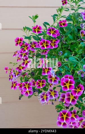 Issaquah, Washington, USA. Hängende Pflanzgefäße von Calibrachoa, krautige Pflanzen mit Holzachse, die jährlich oder mehrjährig wachsen. Stockfoto