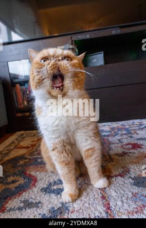Lynwood, Washington, USA. Smush, eine exotische Kurzhaarkatze, die mit offenem Mund gähnt Stockfoto