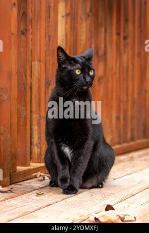 Lynwood, Washington, USA. Mr. Pickles, eine häusliche Kurzhaarkatze, die auf einem Holzdeck sitzt Stockfoto