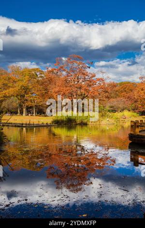 Herbst in Tokio. Wunderschöne herbstliche Blätter im Yoyogi Park in Shibuya Ward Stockfoto