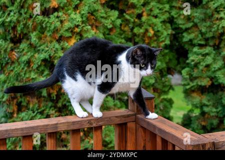 Lynwood, Washington, USA. Momo, eine Hauskatze, die auf dem Holzgeländer eines Decks läuft Stockfoto