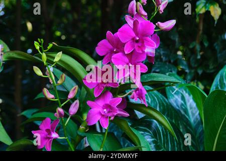 Singapur - 13. August 2024: Orchideenblüten im National Orchid Garden Singapur Stockfoto