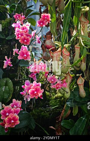 Singapur - 13. August 2024: Orchideenblüten im National Orchid Garden Singapur Stockfoto