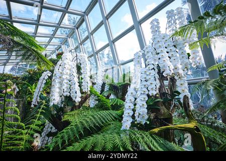 Singapur - 13. August 2024: Orchideenblüten im National Orchid Garden Singapur Stockfoto